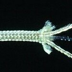 фото Шнур плетеный полиамидный 16-прядный 4 мм