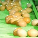фото Лента конвейерная для яйцесборки